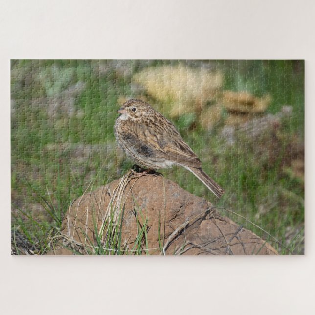 Vesper Sparrow (Horizontal)