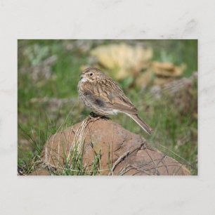 Vesper Sparrow Postkarte