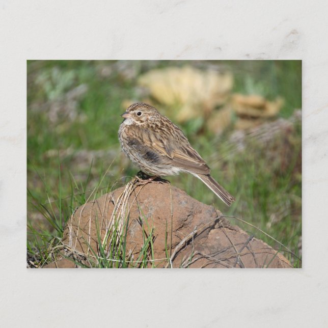 Vesper Sparrow Postkarte (Vorderseite)