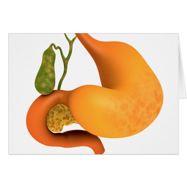 Vessie à galle à estomac (Devant horizontal)