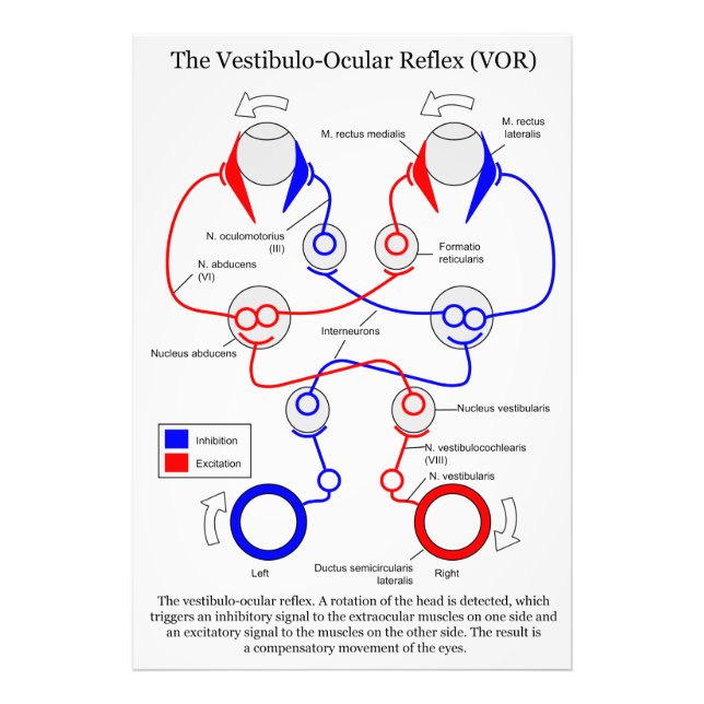 Vestibulo Ocular Reflex VOR Augenbewegung stabilis Fotodruck (Vorne)