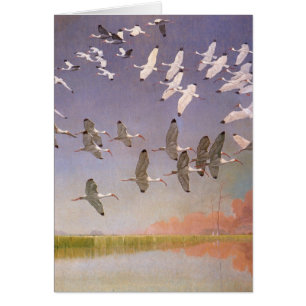Vestige d'Ibis survolant les zones humides, les oi