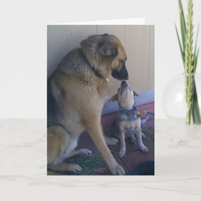 Vet Graduate Congratulations Graduation Dogs Pets Karte (Vorderseite)