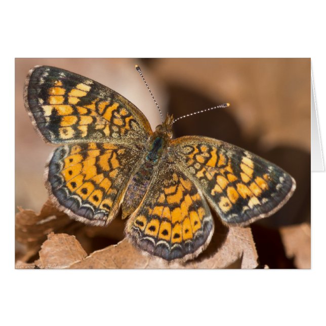 Vêtements et cadeaux de teigne Brown et orange (Devant horizontal)