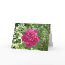 Vibranly Pink Peony Blume Danke Karte