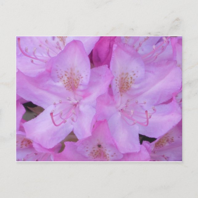 Vibranntrosa florale Postkarte (Vorderseite)