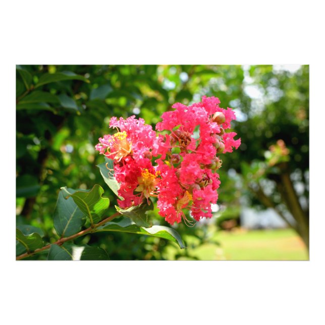Vibrant Crepe Myrtle Tree Fotodruck (Vorne)
