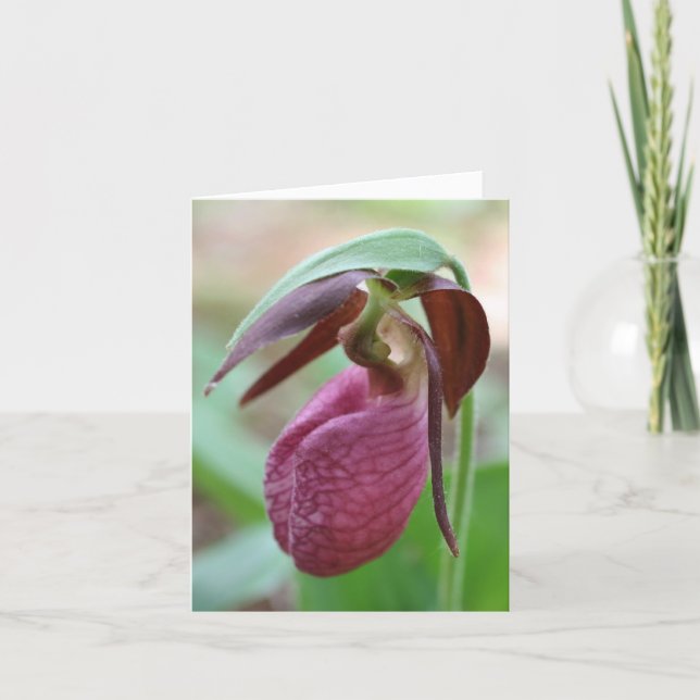 Vibrant Lady Slipper Flower Photography  (Vorderseite)