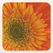 Vibrant Orange Gerbera Daisy