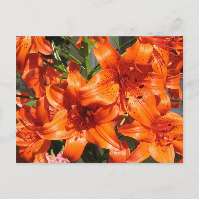 Vibrant Orange Tiger Lilies Postkarte (Vorderseite)