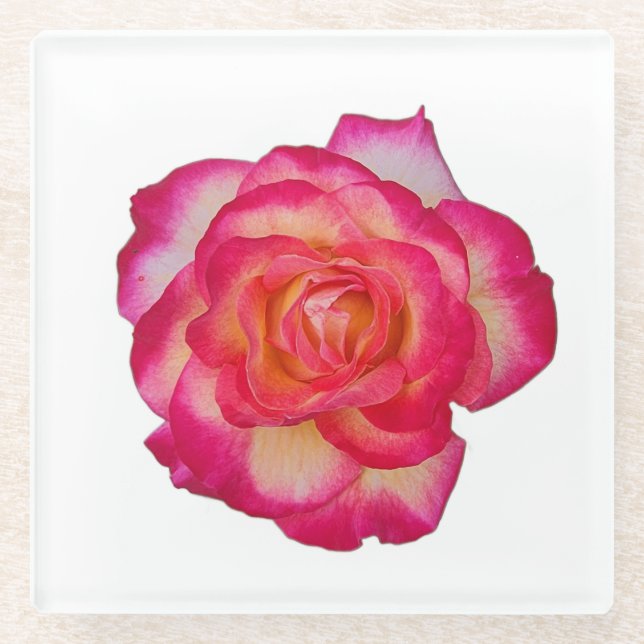 Vibrant Pink Rose Coaster Glasuntersetzer (Vorderseite)