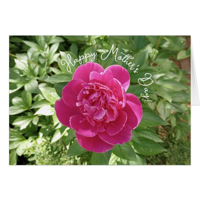 Vibrant rose Peony Flower Carte de la fête des mèr (Devant horizontal)