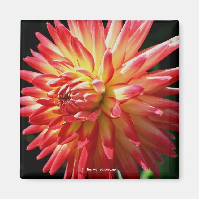 Vibrant Rouge Dahlia Fleur Magnet de photo (Devant)