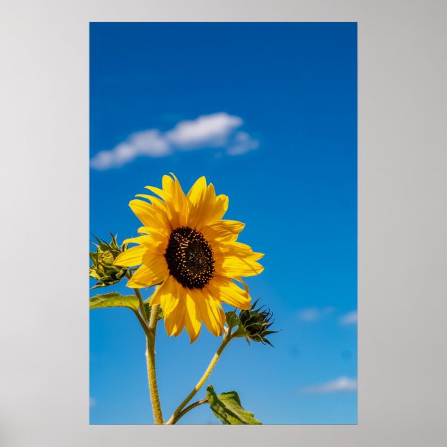 Vibrant Sunflower Bloom Poster (Vorne)