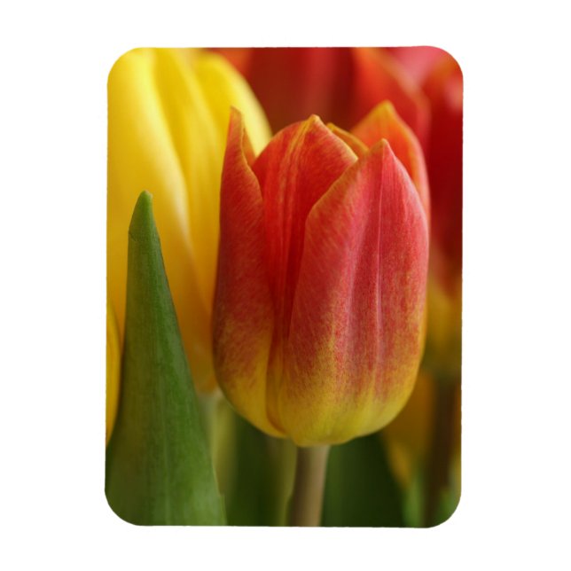 Vibrant Yellow and Red Tulips Garden Photo Magnet (Vertikal)