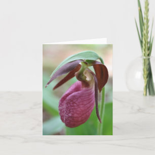 Vibrante Frauenschuh-Blumenfotografie