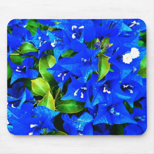 Vibrierende blaue Bouganvilla-Blumen Mousepad (Vorne)