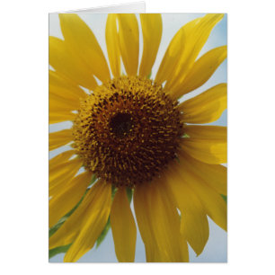 Vibrierende gelbe Sonnenblume-Blumen im blauen
