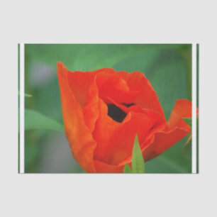 Vibrierende orange Mohnblume Seidenpapier