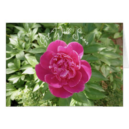 Vibrierende Pink Peony Blume wird bald gut.