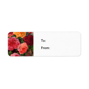 Vibrierende Rosen