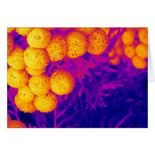 Vibrierender Tansy