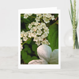 Viburnum auf dem Sterling-Teich Dankeskarte