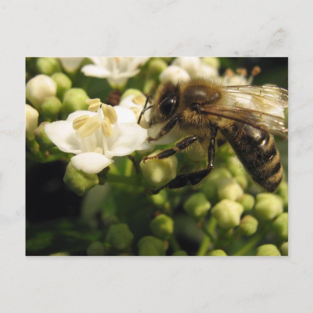 Viburnum Postkarte (Vorderseite)