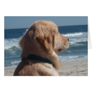 Vice-roi à la plage