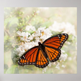 Viceroy auf den weißen Blume Poster