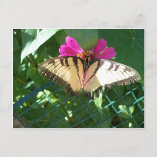 Viceroy Butterfly, 1 Postkarte