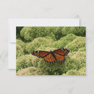 Viceroy Butterfly Schöne Naturfotografie