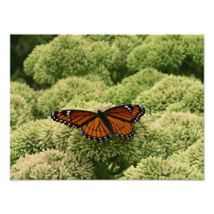 Viceroy Butterfly Schöne Naturfotografie Fotodruck