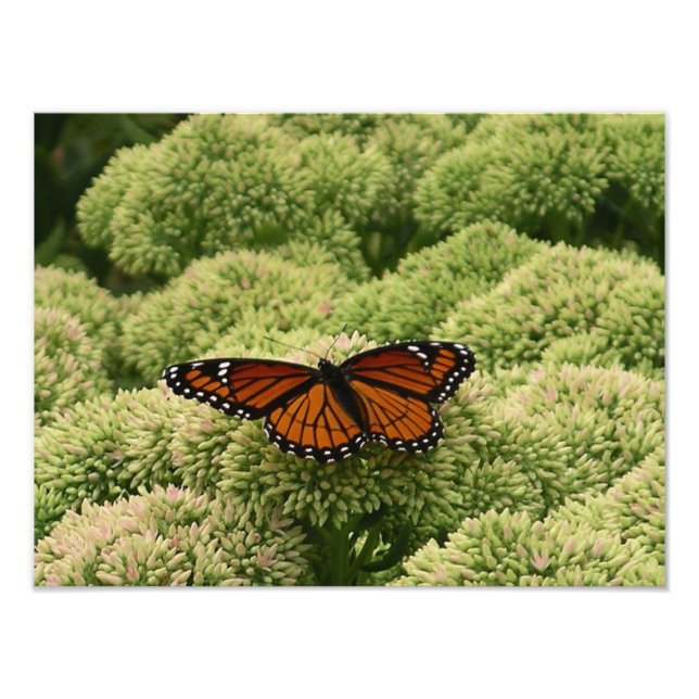 Viceroy Butterfly Schöne Naturfotografie Fotodruck (Vorne)
