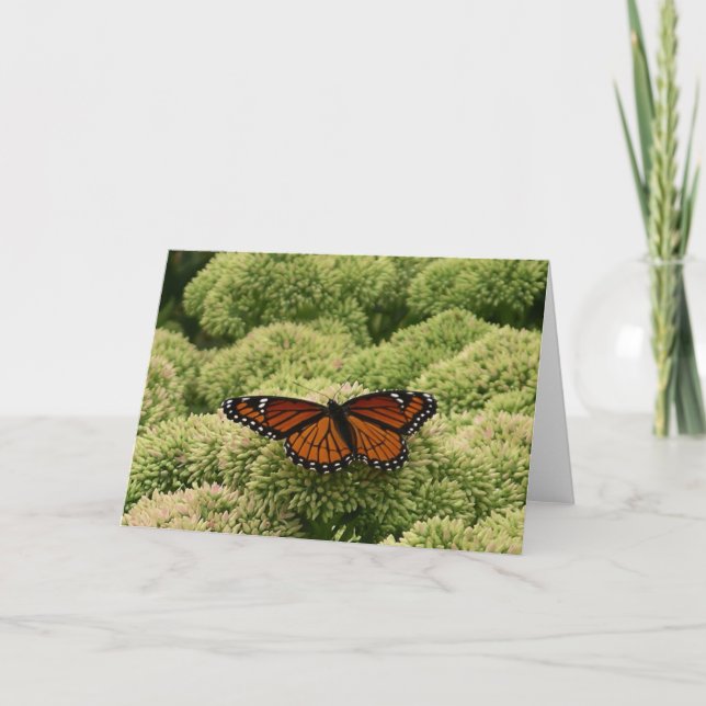 Viceroy Butterfly Schöne Naturfotografie Karte (Vorderseite)