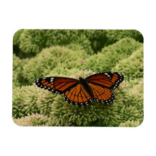 Viceroy Butterfly Schöne Naturfotografie Magnet