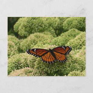 Viceroy Butterfly Schöne Naturfotografie Postkarte