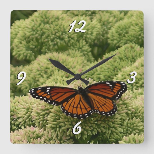 Viceroy Butterfly Schöne Naturfotografie Quadratische Wanduhr (Vorderseite)
