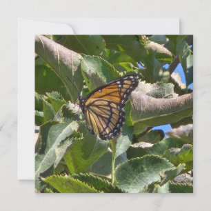 Viceroy-Schmetterling Feiertagskarte