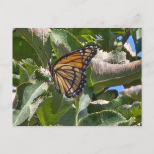 Viceroy-Schmetterling Feiertagspostkarte