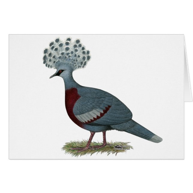 Victoria Crowned Pigeon (Vorderseite (Horizontal))