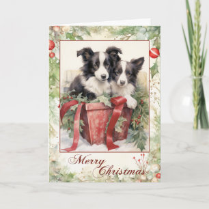 Victorian Border Collie Welpen Weihnachten