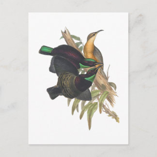 Victoria's Rifle Bird Postkarte