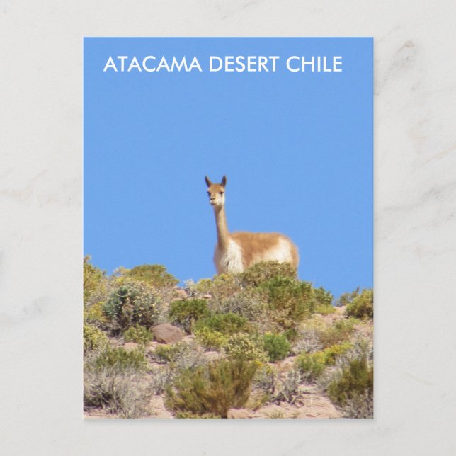 Vicuna Atacama Wüste, Chile Postcard - Vertikal Postkarte (Vorderseite)