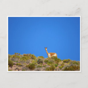 Vicuña blau postkarte