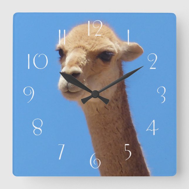 Vicuña-Selbstportrait auf blauem Hintergrund Quadratische Wanduhr (Vorderseite)