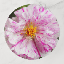 Bac à nageoires Portulaca rose