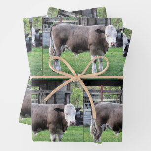 Vie agricole - Bull - Enveloppement de feuilles de