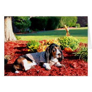 Vie d'une hound de Basset