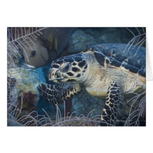 Vie sous-marine : une tortue de mer à Hawksbill